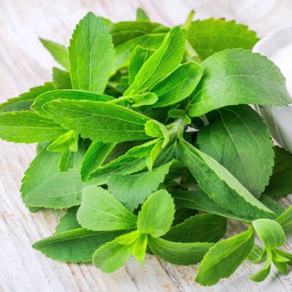 Şeker Otu Stevia Tohumu 40 Tohum ürün görseli 1