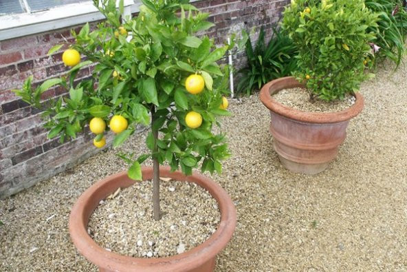 Bodur Bonsai Limon Ağacı Tohumu 5 Tohum + Tohum ürün görseli 1