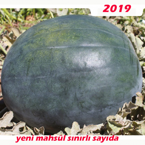 Kara Karpuz Tohumu 25 Adet Doğal ürün görseli 1