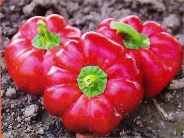 Domates Biber Tohumu Kamber Biberi Tohumu 20 Adet Tohum + ürün görseli 1