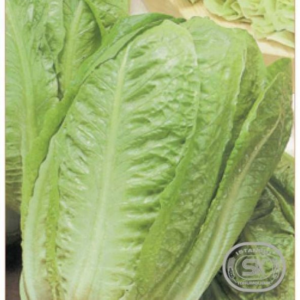 Tohum Sarı Marul Tohumu 50+ Adet Marul Salata Tohumu ürün görseli 1