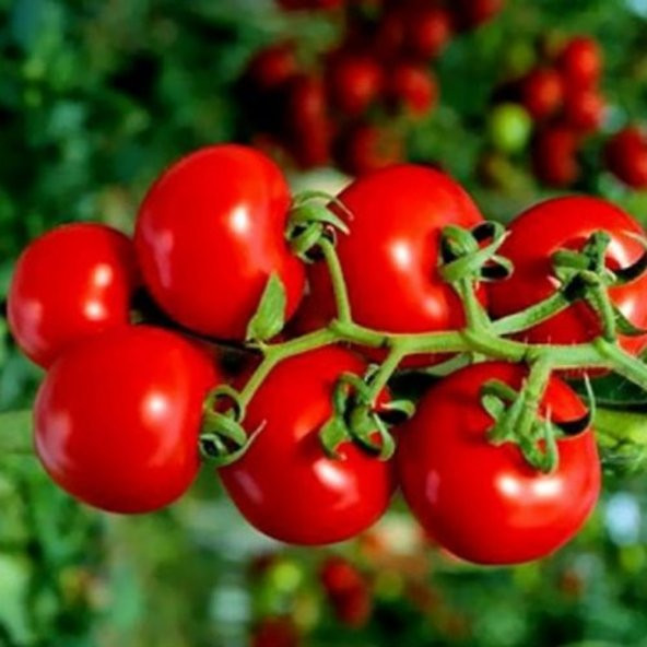 Çeri Pinpon Domates Tohumu ürün görseli 1