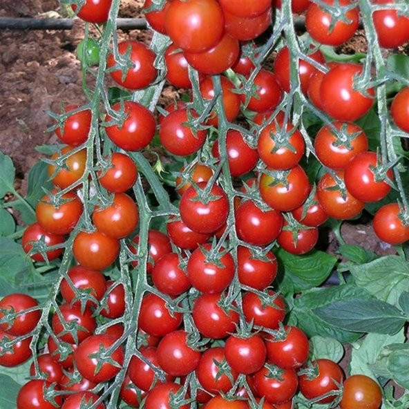 Çeri Pinpon Domates Tohumu 40 Tohum ürün görseli 1