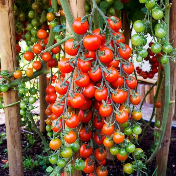 Cherry Pinpon Domates Tohumu 250 Adet ürün görseli 1