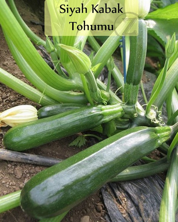 Siyah Kabak Tohumu 1 Paket 10Gr=100+ Adet Kabak Tohumu Siyah ürün görseli 1