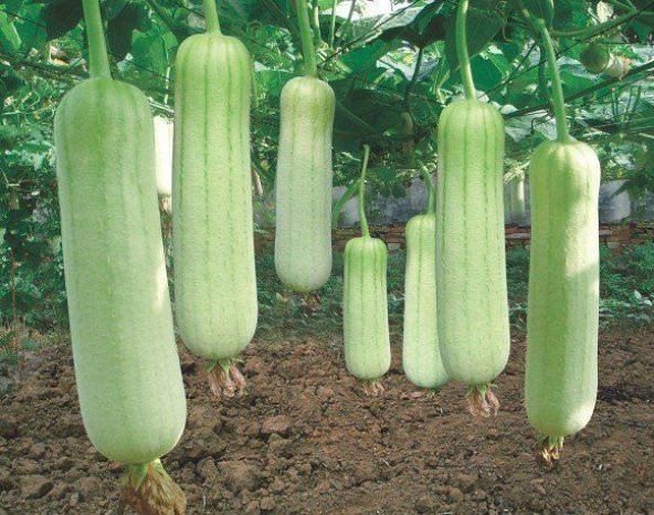 400 Adet Lif Kabak Tohumu Kabak Tohumu Lif Kabağı Tohumu + ürün görseli 1