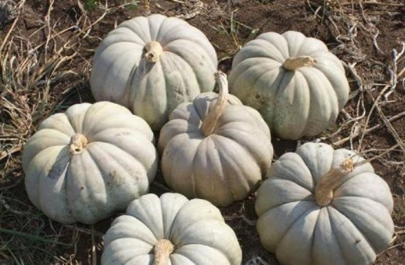 Yerli Kestane Kabak Tohumu 10 Gr Ort 25 Ad Tohum N11.2284 ürün görseli 1