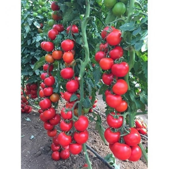 Sırık Domates Tohumu Domates Tohumu 25 Tohum + Tohu ürün görseli 1