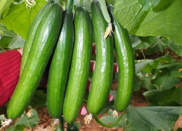 Paket 50 Tohum İthal Sırık Salatalık Tohumu + ürün görseli 1