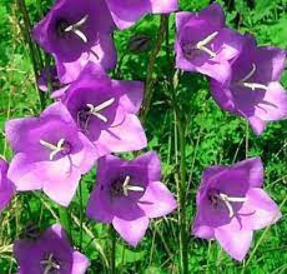 10 Adet Tohum Çan Kadehi Çiçeği Tohumu Çiçek Tohumu Y ürün görseli 1