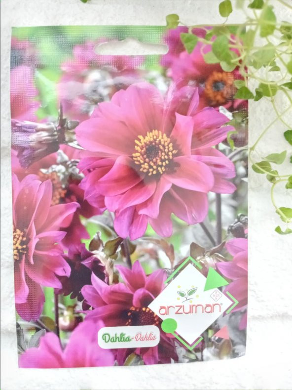 Dahlia Yıldız Çiçek Tohumu 1 Paket 30 Adet Çiçek Tohumu ürün görseli 1