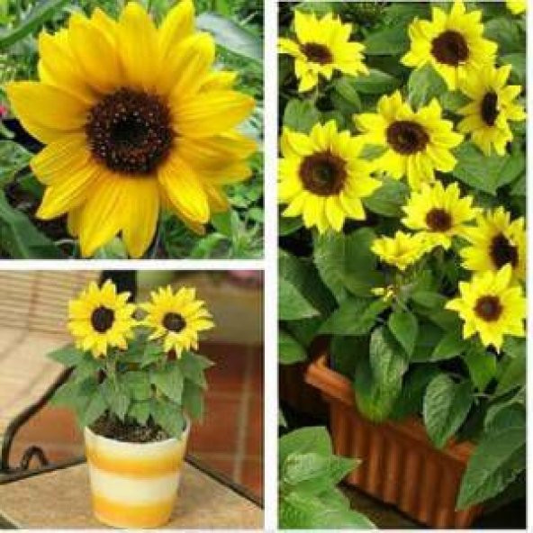 5 Adet Süs Günebakan Çiçeği Tohumu Çiçek Tohumu + Tohum ürün görseli 1