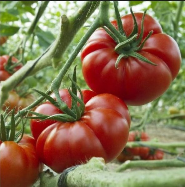 Marmande Domates Tohumu 500+ Tohum N11.7806 ürün görseli 1