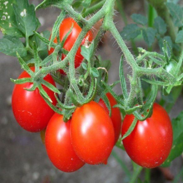 Salkım Riesentraube Domates Tohumu- 20 Tohum ürün görseli 1