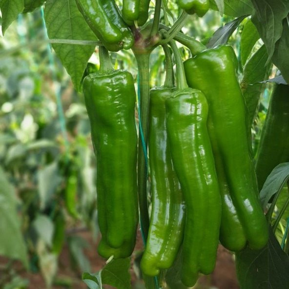 Çok Verimli Mozamort Üçburun Biber Tohumu 2 Gram ürün görseli 1