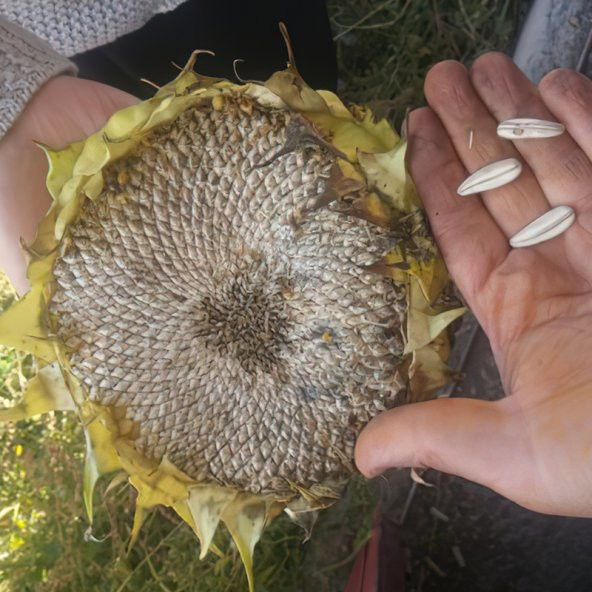 Ayçiçeği Beyaz Çekirdekli Tohum 30 Adet ürün görseli 1