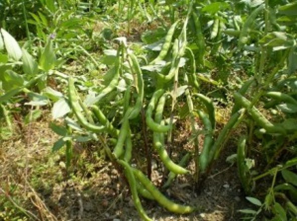 Börülce Karnıkara Tohumu 40 Adet ürün görseli 1