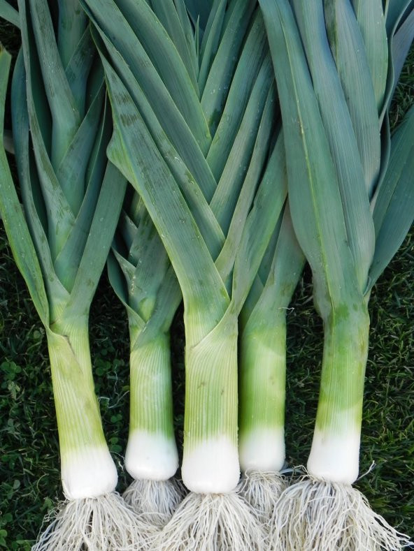 Pırasa Tohumu Kalem Tipi 100 Adet ürün görseli 1