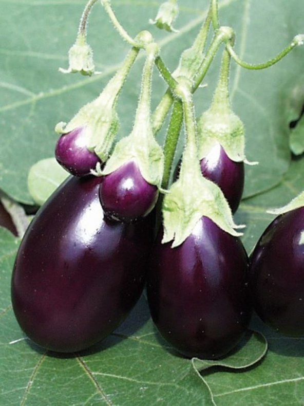 Doğal Patlıcan Adana Dolma 100 Ad. Tohum ürün görseli 1