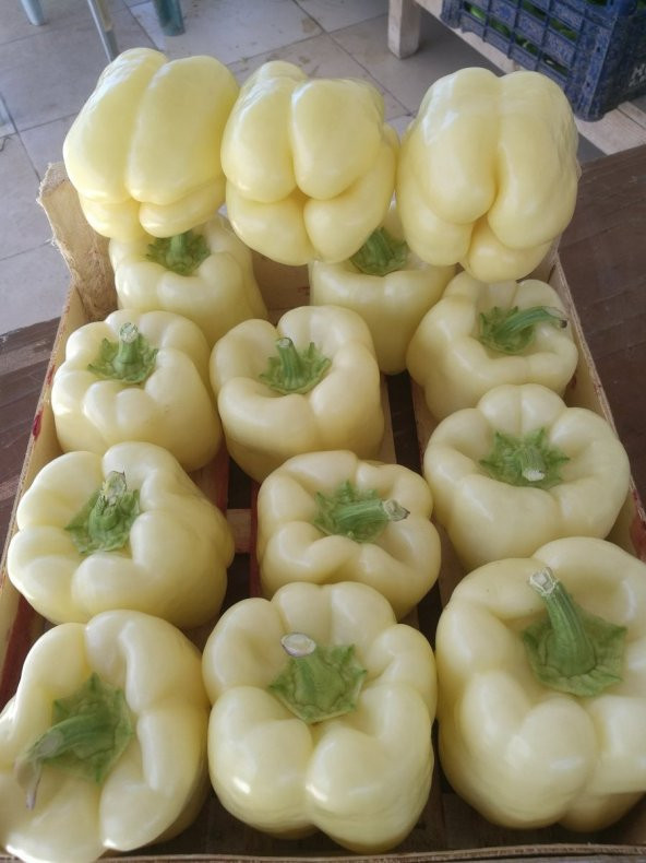 Doğal Beyaz Dolma Biberi Tohumu 100 Ad. Tohum ürün görseli 1