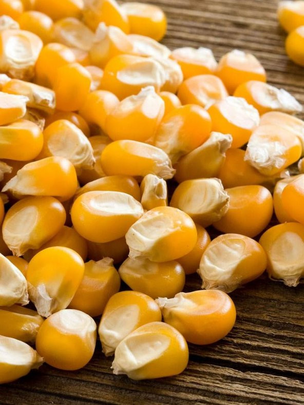 İthal Patlak Mısır Tohumu Popcorn 50 Ad. Tohum ürün görseli 1