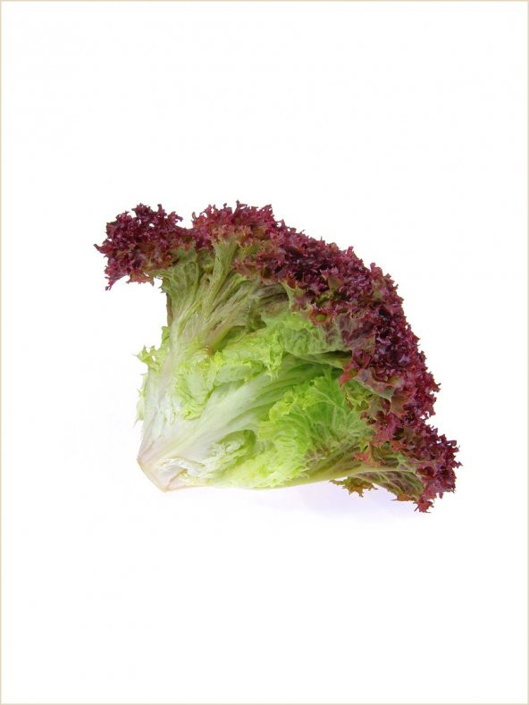İthal Marul Kırmızı Salata Kıvırcık 1000 Ad. Tohum ürün görseli 1
