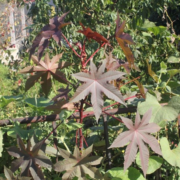 Gibsonii Kene Çiçeği Tohumu 5 Tohum ürün görseli 1