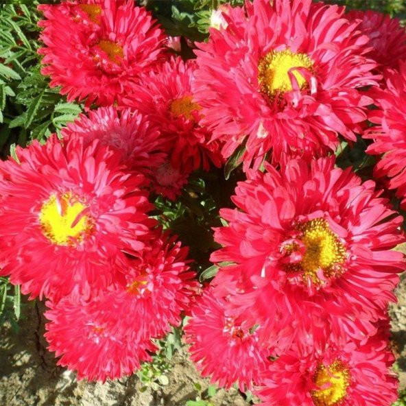 Ponpon Kırmızı Aster Çiçeği Tohumu 50 Tohum ürün görseli 1