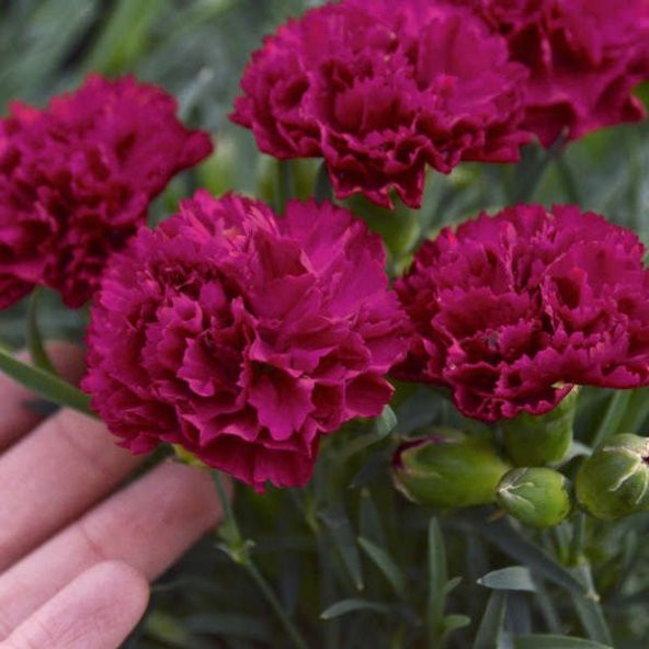 Chabaud Crimson Kırmızı Karanfil Çiçeği Tohumu 70 Adet ürün görseli 1