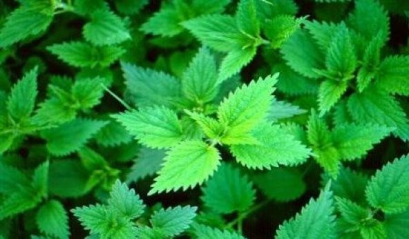 Doğal Isırgan Otu Tohumu 150 Adet ürün görseli 1