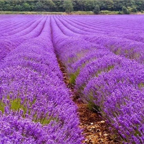 Hidcote Blue Lavanta Tohumu 100 Tohum ürün görseli 1