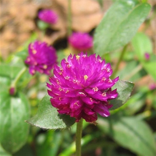 Gomphrena Globosa Koyu Pembe Medine Çiçeği Tohumu 50 Tohum ürün görseli 1