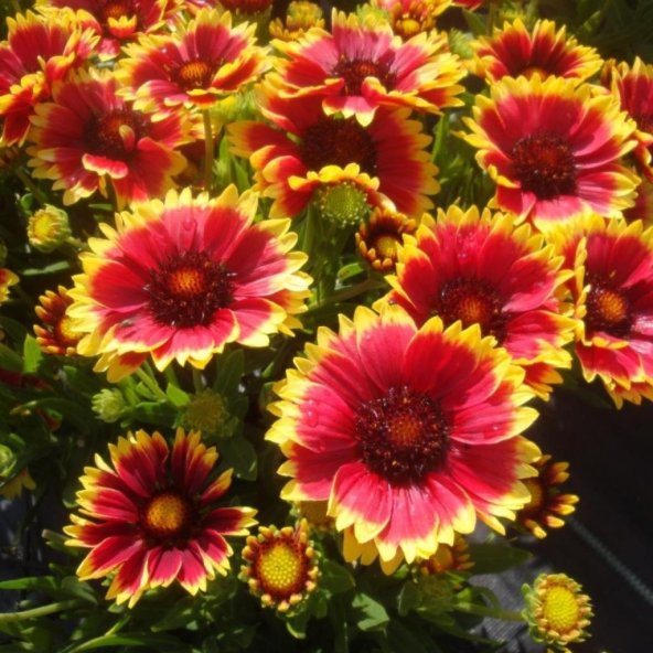 İndian Blanket Gaillardia Gayret Çiçeği Tohumu 30 Adet ürün görseli 1