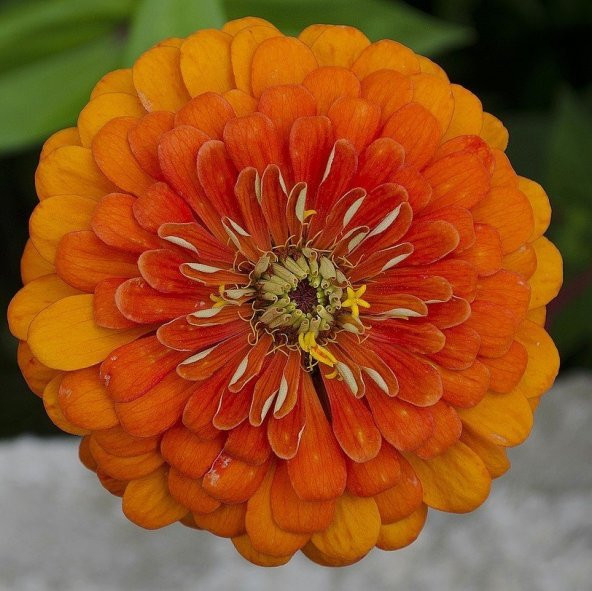 Super Yoga Elegans Orange Zinya Çiçeği Tohumu 40 Tohum ürün görseli 1