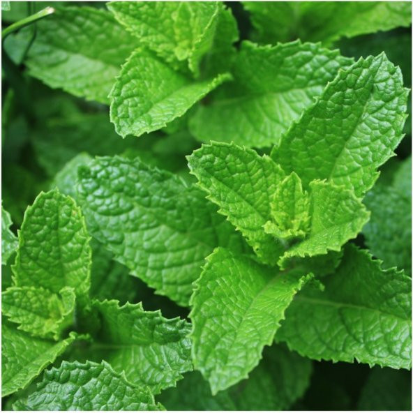 Doğal Spearmint Nane Tohumu 100 Tohum ürün görseli 1