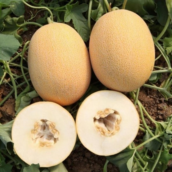 Doğal Geleneksel Ananas Kavun Tohumu 20 Tohum ürün görseli 1