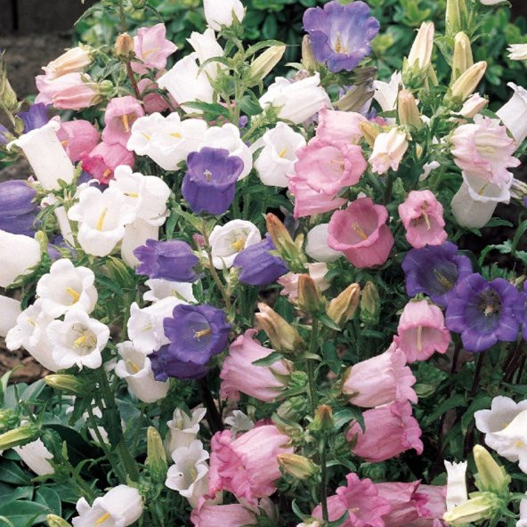 Katmerli Campanula Karışık Çan Çiçeği Tohumu 100 Tohum ürün görseli 1