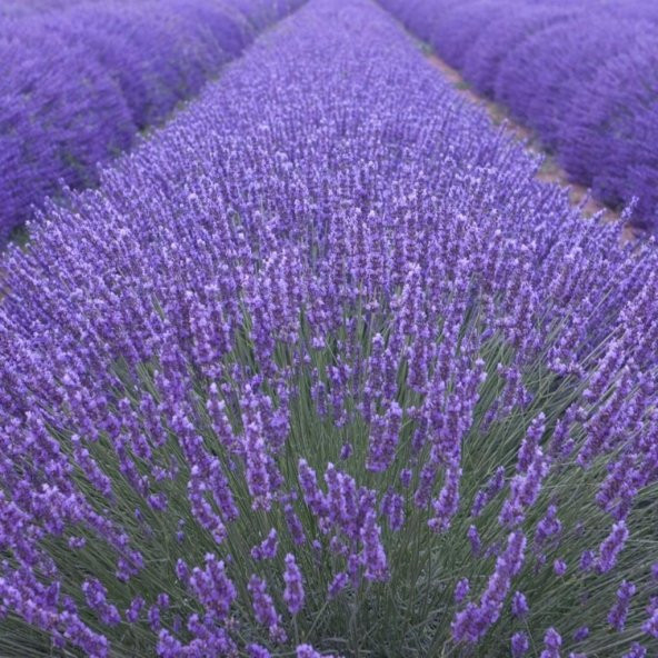 Doğal Angustifolia Lavanta Çiçeği Tohumu 40 Tohum ürün görseli 1