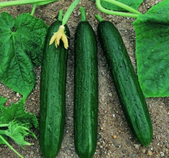 Doğal Kokulu Beith Alpha Salatalık Tohumu 20 Tohum ürün görseli 1