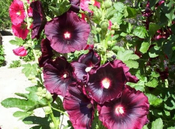 Bordo Hatmi Çiçeği Tohumu 50+ Tohum N11.1505 ürün görseli 1