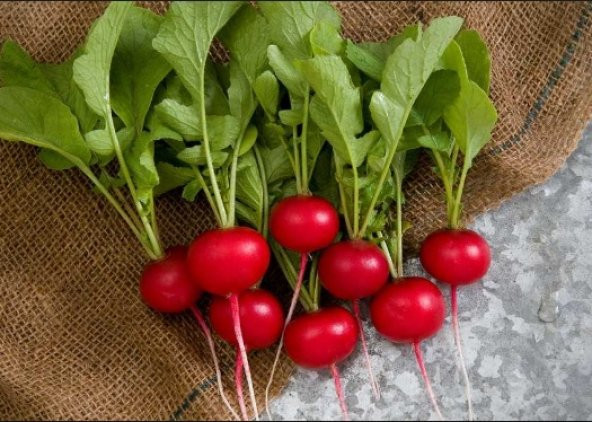 Kırmızı Fındık Turp Tohumu 300+ Tohum N11.8471 ürün görseli 1