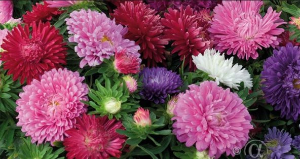 Aster Çiçeği Tohumu 50+ Tohum N11.8233 ürün görseli 1