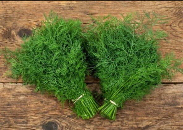 Dereotu Tohumu 300+ Tohum N11.8336 ürün görseli 1