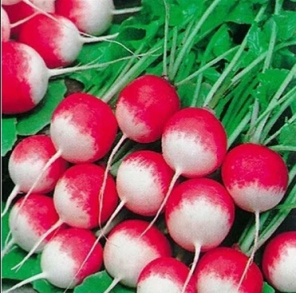 Kırmızı Beyaz Fındık Turp Tohumu 100+ Tohum N11.8281 ürün görseli 1