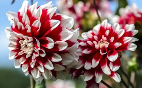 Kırmızı Beyaz Dahlia Çiçeği Tohumu 30+ Tohum N11.1239 ürün görseli 1