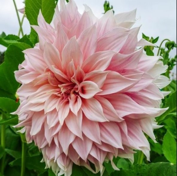 Pembe Dahlia Çiçeği Tohumu 30+ Tohum N11.3981 ürün görseli 1