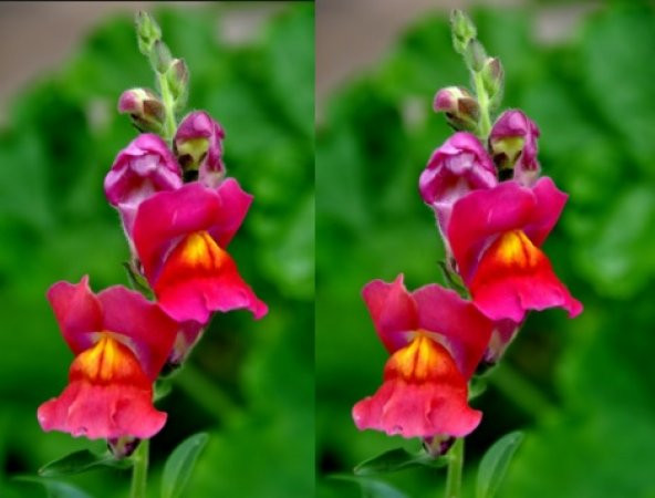 Pembe Aslanağzı Tohumu 100+ Tohum N11.2292 ürün görseli 1