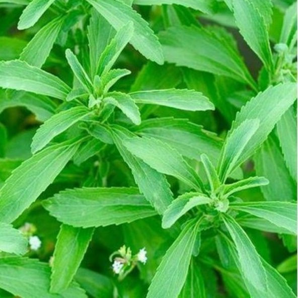 Doğal Şeker Otu Stevia Tohumu 40 Tohum ürün görseli 1