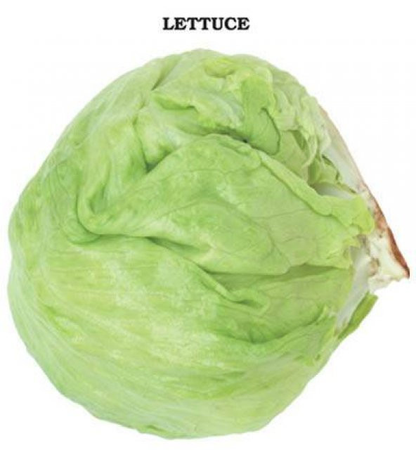 Iceberg Marul Tohumu 1 Gram - Resim 4
