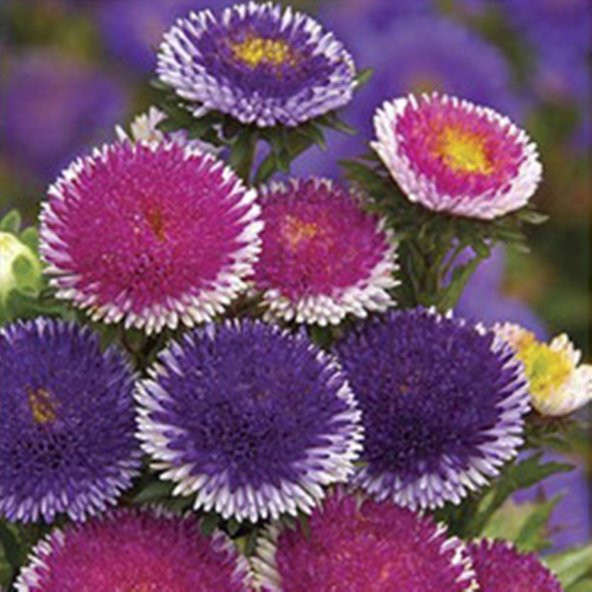 Blue Moon Pompon Aster Çiçeği Tohumu 50 Tohum ürün görseli 1